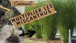 🌱Comment multiplier les graminées par division de touffes🌱TUTO [upl. by Nawtna428]