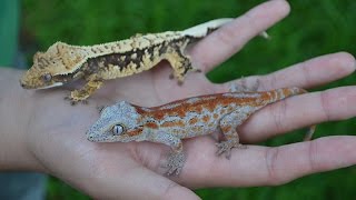 Breeding Crested and Gargoyle Geckos for Dummies [upl. by Mcclenon]