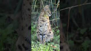 Serval at Howletts serval howletts animals wildlife zoo daysout shorts [upl. by Ibby]