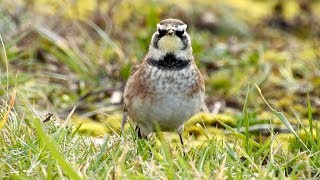 American Horned Lark at Staines Reservoirs 280118 [upl. by Steinway]