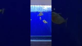 ￼ Piranha feeding food time support my YouTube channel followers please ￼ [upl. by Arias]