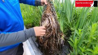 Wasserpflanzen im Gartenteich  So erblüht in Zukunft auch Ihre heimische Oase [upl. by Fritz]