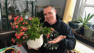 Pruning Kalanchoe When Why and How Bonus Propagation Tips [upl. by Yadnil799]