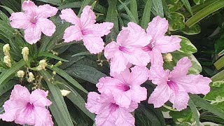 Ruellia Perennial flowering plant Gives lots amp lots of flowers throughout the yearCare guide [upl. by Eesak]