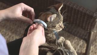 Seresto Cat Collar Application [upl. by Gadmon168]