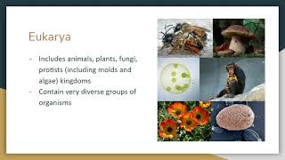 Eukarya Domain Video Lesson [upl. by Enrev882]