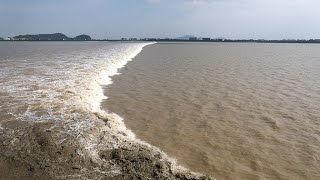 Qiantang River Tidal Bore Attracts Spectators in Chinas Zhejiang [upl. by Madda]