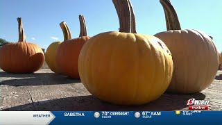 Shively Farms opens Pumpkin Patch [upl. by Adlihtam]