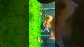 Golden fish tank fishtank guppy goldfish kalimuskan ka bacha Duniya Ki Sabse Badi Machhali [upl. by Nicki]