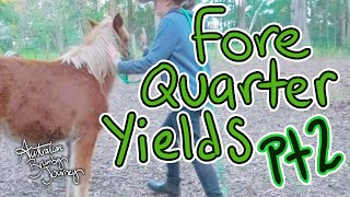 Part 2 Forequarter Yields🐴 Australian Horse Training [upl. by Joceline]