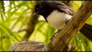 Nestling of the Willie Wagtail Rhipidura leucophrys  Nestling vom Gartenfächerschwanz 7 [upl. by Ahsiniuq]