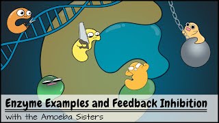 Enzyme Examples CofactorsCoenzymes Inhibitors and Feedback Inhibition [upl. by Germann195]