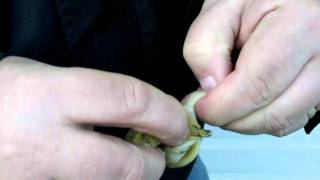 How to Eat a Whelk [upl. by Rawdan]