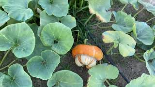 SemiStraniit  Zucca Turbante Turco  Turk’s Turban Pumpkin [upl. by Berry]