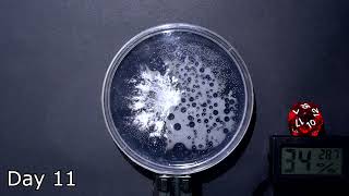 Time Lapse of Mycelium Growing On Agar [upl. by Varrian]