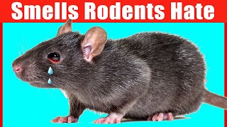 12 Smells that Mice and Rats Hate 1 is Unbelievable [upl. by Nylorahs]