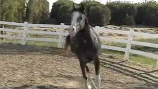 Turbo grey Arabian stallion by Aul Magic March 2009 [upl. by Ahseekal]