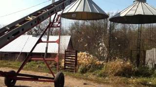 Unloading ear corn [upl. by Gnoud]