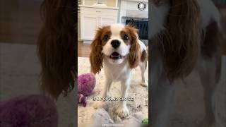 Cavalier King Charles Spaniel 🐶 The Best Family Pet [upl. by Malvina]