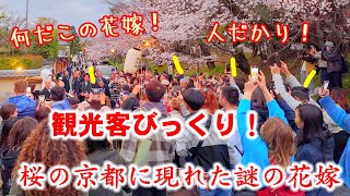 44木桜満開の京都に現れた謎の花嫁に観光客ビックリ！高台寺ねねの道が人だかり【桜の京都特別版】狐の嫁入り [upl. by Shaughnessy]