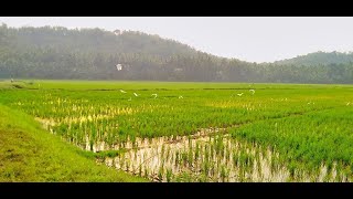 ചെരണ്ടത്തൂർ ചിറയുടെ മനോഹരമായ കാഴ്ച cherandathur chira [upl. by Filbert]