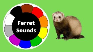 ferret calls sounds  baby ferret sounds  cute ferret sounds  ferret sound effect ferret [upl. by Ruyam193]