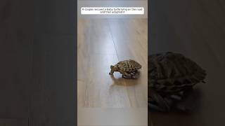 A couple rescued a baby turtle lying on the road and then adopted it animalshorts turtle [upl. by Kreindler]