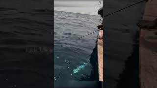 Deep Sea Fishing Videos fish fishing fishingvideo [upl. by Inuat]