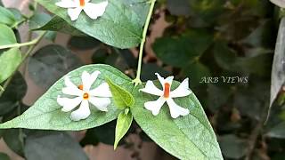 Parijatham amp Parijat Flower Difference  Pavazha malli Parijatham Poo difference in Tamil [upl. by Cyrus473]