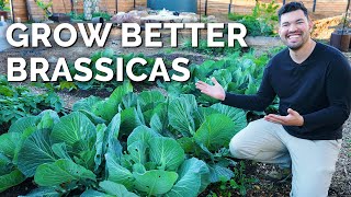 7 Tips to Grow Great Cabbage Cauliflower Broccoli and More [upl. by Farver]