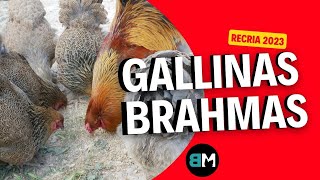 GALLINAS BRAHMAS  POULTRY [upl. by Schaaff]