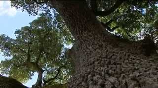 Un chêne vert charentais de 520 ans bientôt arbre de lannée 2014 [upl. by Glenna]