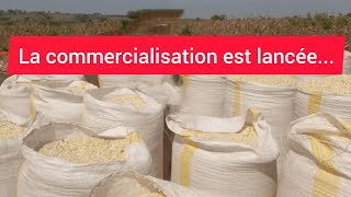 La commercialisation du maïs est lancée [upl. by Asseniv]