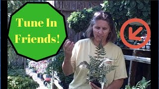 How to grow the 2004 Perennial Plant of the Year Japanese Painted Fern [upl. by Ayotak951]