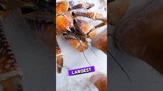 Coconut Crabs The Giant Arthropods That Can Crack Coconuts 🦀🥥 [upl. by Gertrude5]