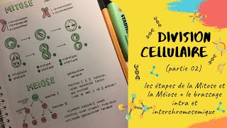 La division cellulaire 📣 partie 2 Les phase de la Mitose et Méiose  brassage SNV L2 Génétique [upl. by Lougheed]