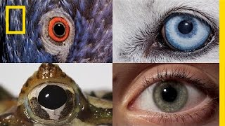 Watch How Animals and People See the World Differently  National Geographic [upl. by Adyol392]