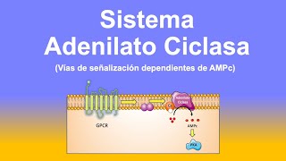 Sistema Adenilato Ciclasa  GPCR Proteína G  Adenilato Ciclasa  AMPc  PKA [upl. by Mord]