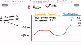 CHAPTER 4 NEUROPHYSIOLOGY [upl. by Artapoelc463]