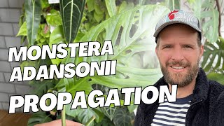 How to Propagate Monstera Adansonii  The Perfect Cut [upl. by Baniez]