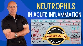 Neutrophils in Acute Injury  Hematology  Pathology [upl. by Orabla]