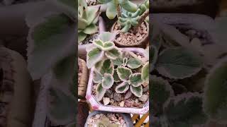 Plectranthus hadiensis var tomentosus Variegata  SUCCULENTZONECOM [upl. by Cogen]