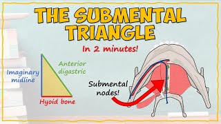 The Submental Triangle [upl. by Bonnette]