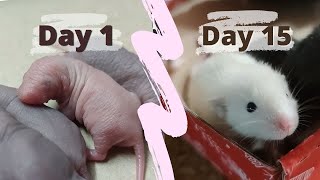 Raising Baby Dumbo Rats Fancy Rat Babies Growing up for 2 Weeks Dumbo Rat Overview [upl. by Shieh7]