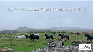 Dartmoor Pony Gathering at Hedgebarton on Dartmoor [upl. by Blen]