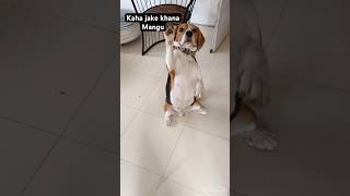 Don’t miss the end😧short explore beagle funny video viralshort [upl. by Koby]