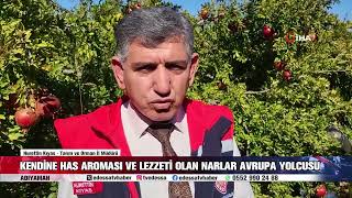 KENDİNE HAS AROMASI VE LEZZETİ OLAN NARLAR AVRUPA YOLCUSU [upl. by Materi]