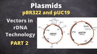 Vectors Based on Plasmid DNA pBR 322 and pUC19  Part2 [upl. by Faxun]