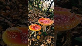 Fly Agaric  Amanita Muscaria 31 October 2024 [upl. by Anaujd396]