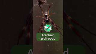 Discover the World of SPIDERS 🕷️ [upl. by Pheni]